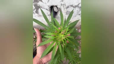 தண்டையார்பேட்டை: ஸ்டான்லி அரசு மருத்துவமனையில் கஞ்சா செடி - அதிர்ச்சியில் போலீசார் - தீவிர விசாரணை