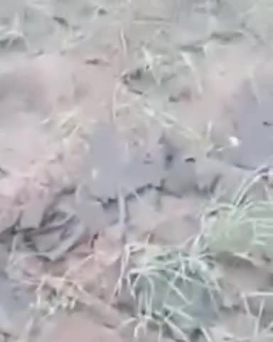 जगाधरी: नागल पट्टी गांव में हाथियों ने गेहूं की फसल नष्ट की, किसानों ने मुआवजे की मांग की