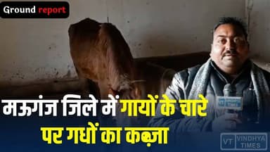अव्यवस्था का नतीजा! मऊगंज जिले में पशुपालन व्यवस्था पर उठते सवाल, गायों का चारा खा रहे गधे
#vindhyatimes #rewanews #sat...