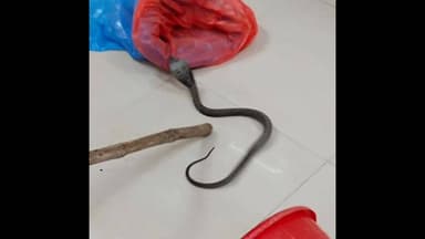 టెక్కలి: టెక్కలిలోని జిల్లా ఆసుపత్రిలో నాగుపాము హల్ చల్