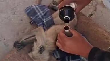 खमनोर: हल्दीघाटी में पैंथर के जबड़े से बंदर के बच्चे की जान बचाई, शिवा प्रताप सेना ने पेश की मानवता की मिसाल