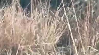 साकोली: भिसनटोला येथे दोन बिबट्याने ऊसवाडीत चरत असलेल्या शेळीला केले ठार,पशुपालकाचे 15 हजाराचे नुकसान