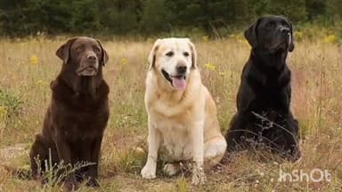 കോട്ടയം: പുതുപ്പള്ളി ഇരവിനല്ലൂർ പാറക്കൽ കടവിലെ വീട്ടിൽ നിന്നും നായയെ കാണാതായതായി പരാതി