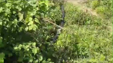 மானாமதுரை: எம்.கரிசல்குளத்தில் கருகும் நெற்பயிர்கள்: பம்புசெட் மூலம் போராடும் விவசாயிகள்