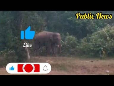 ସୁକିନ୍ଦା ଖଣି ଅଞ୍ଚଳରେ ଜଙ୍ଗଲି ହାତୀ ଆତଙ୍କ , ବନ ବିଭାଗ ପକ୍ଷରୁ ସତର୍କତା ଜାରି