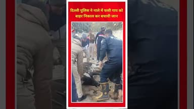 दिल्ली पुलिस ने नाले में फसी गाय को बाहर निकाल कर बचायी जान #delhi #mata