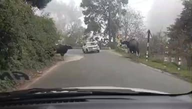 கொடைக்கானல்: நிறுத்துப்பா வண்டியை நிறுத்து கிராஸ் பண்றோமில்ல வண்டியை நிறுத்து என வில்பட்டி சாலையை கடக்கும் காட்டு மாடு