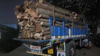 શહેરા: હોસેલાવ - કોઠંબા રોડ પરથી નાકાબંધી દરમિયાન ગેરકાયદે પંચરાઉ લાકડા ભરેલ ટ્રકને વનવિભાગે ઝડપી પાડી હતી