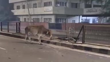 हिसार: हिसार में तेज रफ्तार स्कार्पियो का कहर, डिवाइडर तोड़कर टकराई, युवक की मौत