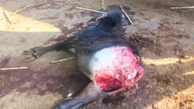 मंगळवेढा: शांतीनगर भागात तरस प्राण्याचा वासरावर हल्ला, वनविभागाने लावले कॅमेरे