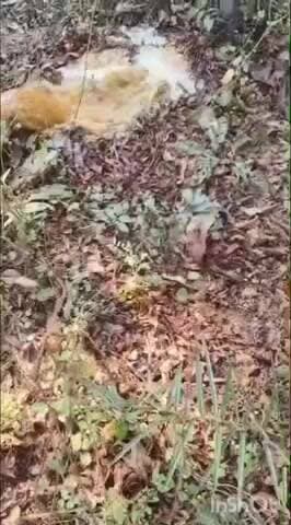 ବୀରମହାରାଜପୁର: ଦକ୍ଷିଣୀପାଲି କୁଡ଼ାପଡ଼ା ଜଙ୍ଗଲରେ ଅବକାରୀ ବିଭାଗର ଚଢାଉ,23 କ୍ଵିଣ୍ଟାଲ ମହୁଲ ପୋଚ କରାଗଲା ନଷ୍ଟ