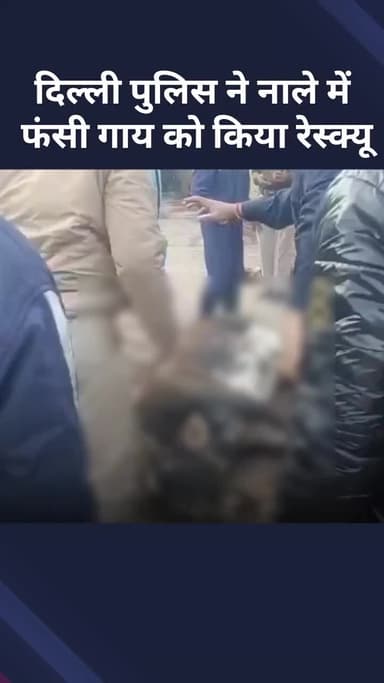 अलीपुर: दिल्ली पुलिस ने नाले में फंसी गाय को बचाया