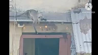 पाली: ग्राम नाराहट में बंदरों के बढ़ते आतंक से ग्रामीण परेशान, फसलों और खपरैल मकानों को पहुंचा रहे भारी नुकसान