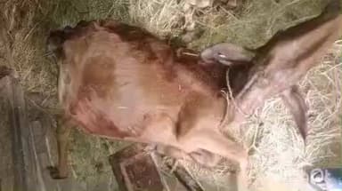 चौखुटिया: चौखुटिया और भिकियासैण में तेंदुए के आतंक से ग्रामीणों में दहशत, गोवंश पर हुआ पांचवां हमला