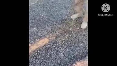 पाली: ग्राम नीमखेड़ा को डाली जाने वाली सड़क के नाम पर खानापूर्ति करने के आरोप, वीडियो हुआ वायरल