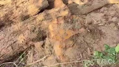 परागपुर: वनमंडल देहरा के अंतर्गत वनविभाग की टीम ने गुप्त सूचना पर अवैध कटान करते हुए एक व्यक्ति को रंगे हाथों गिरफ्तार किया