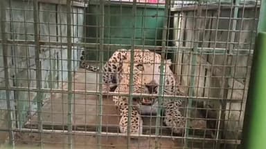 ಕುಣಿಗಲ್: ಕುಣಿಗಲ್ ನಲ್ಲಿ 5 ವರ್ಷದ ಚಿರತೆ ಸೆರೆ, ನಿಟ್ಟುಸಿರು ಬಿಟ್ಟು ಗ್ರಾಮಸ್ಥರು