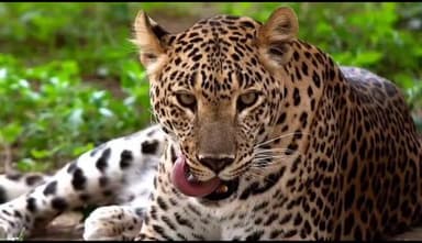 कन्नड: तालुक्यात बिबट्याची दहशत वाढली; ९ महिन्यांत १११ पशुधनाची शिकार, हरीण-रानडुकरांमुळे २४४ शेतकऱ्यांचे पिक नुकसान