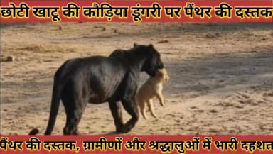 #जिले_के_छोटी_खाटू_की_कौड़िया_डूंगरी_पर_पैंथर_की #दस्तक_ग्रामीणों_और_श्रद्धालुओं_में_भारी_दहशत
#jile #ke #chhoti #khatu...