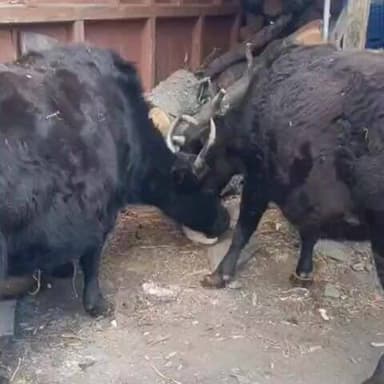 सांगला: बर्फबारी से पूर्व ऊँचाई वाले ग्रामीण क्षेत्रों के पशुपालक नमक खिला रहे हैं, पशुओं को ठंड से बचाने का है यह तरीका