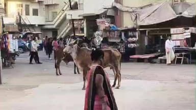 હાલોલ: હાલોલના શાકભાજી માર્કેટમાં ગાયના હુમલા થી ભારે અફરાતફરીનો માહોલ સર્જાયો હતો