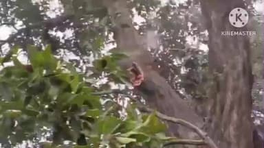 रघुनाथपुर: भाटी गांव के किनारे महुआ के हरे पेड़ में लगी आग, अफरा-तफरी मची