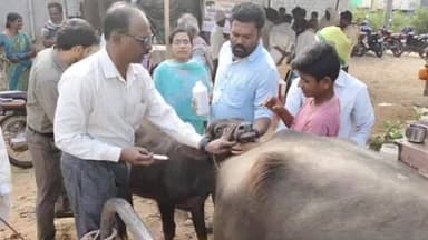 యర్రగొండపాలెం: బద్వీడు చెర్లోపల్లి గ్రామంలో రాష్ట్రీయ గోకుల్ మిషన్ ఆధ్వర్యంలో పశువైద్య శిబిరం