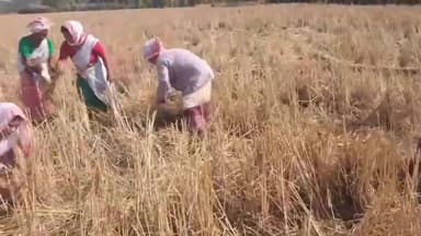 সোণাৰি: চৰাইদেউৰ লাকিলীত আটাছুৰ উদ্যোগত দ্বিতীয় সংখ্যক ভোগালী বিহু উদযাপনৰ পূৰ্ণ প্ৰস্তুতি