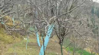 टापरी: किन्नौर के निचले क्षेत्रों में बर्फबारी से पहले बागवान सेब बगीचों में पेस्टिंग का काम कर रहे हैं, तस्वीरें आई सामने