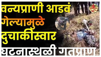 Breaking News : वन्यप्राणी आडवं आल्यामुळे दुचाकीस्वार गतप्राण युवक सावळापूरचा #gavran90