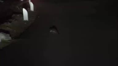 ગોધરા: કાંકણપૂર પાસેની નદીમાં વિશાળ મગર તેમજ નજીકના રોડ પર ફરતા મગરના બચ્ચાનો વીડિયો સોશ્યલ મીડિયામાં વાયરલ