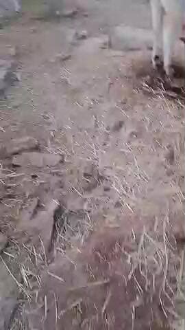 Latiph poor gav me@ ❤️❤️❤️❤️❤️❤️❤️❤️❤️🫵🫵🫵🫵🫵🫵