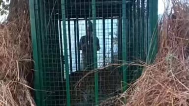 चम्पावत: चम्पावत के बाराकोट में वन विभाग ने दहशत बने एक गुलदार को फिर से पिंजरे में कैद किया