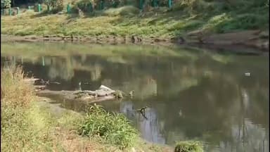 વડોદરા: વિશ્વામિત્રી નદીના શુદ્ધિકરણ પાછળ કરોડોનો ધુમાડો,ચોંકાવનારા દ્રશ્યો સામે આવ્યા