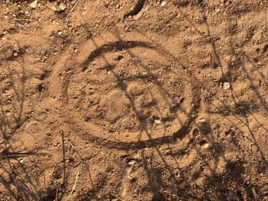 కోనారావుపేట: చిరుత పులి సంచారం నిజమే:ఫారెస్ట్ అధికారులు