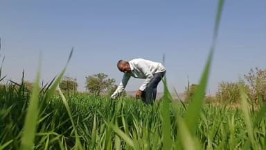 बुरहानपुर नगर: लालबाग के देवदास ने सरकारी नौकरी छोड़ शुरू की खेती-किसानी, हर साल लाखों की कमाई