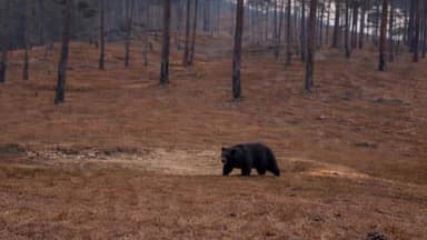 गरुड़: गैराड़ क्षेत्र में देखा गया भालू, ग्रामीणों में दहशत का माहौल, विभाग से निजात की लगाई गुहार
