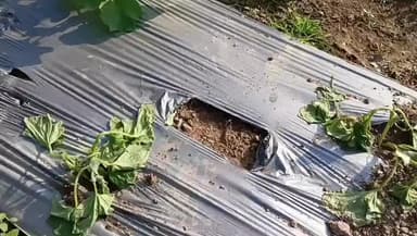 বিশালগড়: কৃষকের সব্জি ক্ষেত নষ্ট করে দিল দুষ্কৃতিকারীরা ঘটনা চড়িলাম