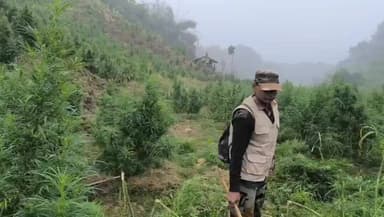 সোনামুড়া: সোনামুড়া থানা পুলিশের গাঁজা গাছ গাদ ধ্বংস অভিযানে সাফল্য