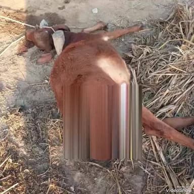 સિહોર: સિહોર તાલુકાના ખાખરીયા ગામના પાદરમાં આવેલ વાડામાંથી વાછરડીનું વન પ્રાણી દ્વારા મારણ