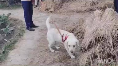 कुर्था: डकरा व सचई गांव में चोरी की घटनाओं पर पुलिस का बयान, एसआईटी गठित, डॉग स्क्वायड से जांच तेज