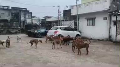 વેરાવળ-પાટણ નગરમા રખડતા કૂતરાંનો ત્રાસ છેલ્લા 4 માસમા 1200 થી વધુ લોકોને કરડયા શહેરમા 8 હજારથી વધુ કૂતરા હોવાનો સર્વે