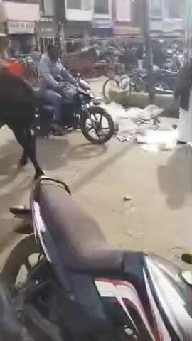 श्रीविजयनगर से निराश्रित गोवंश को हटाने के लिए जल्द शुरू होगा अभियान