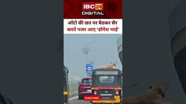 मुंबई में ऑटो की छत पर बैठकर सैर करते नजर आए ‘डोगेश भाई’... #ViralVideo #Mumbai #Dog #Maharashtra