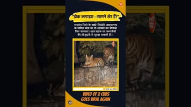 “ब्रेक लगाइए सामने शेर हैं” 2 शावकों का वीडियो फिर सोशल मीडिया पर वायरल | #kesrinews #tigar #kantara
