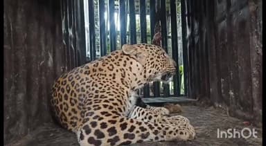 श्रीरामपूर: टाकळीमान घोगरगाव फोनवर बिबट्याचा मुक्त संचार नागरिकांमध्ये भीतीचे वातावरण