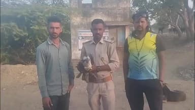 તળાજા: તરસરા ગામે બાજ પક્ષી ઇજાગ્રસ્ત થયું