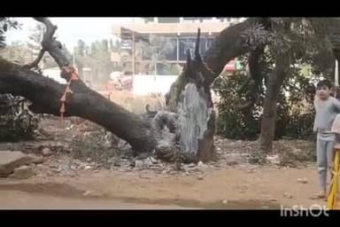 వికారాబాద్: కమలానగర్ వద్ద మామిడి చెట్టుకు గుర్తు తెలియని వ్యక్తులు నిప్పు రోడ్డుపై పడిపోయిన చెట్టు