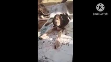 खण्डार: बड़ागांव कहार में एक आंख और बिना नाक के बकरे का जन्म, ग्रामीणों में कौतूहल