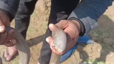 अंजड़: अंतरराष्ट्रीय बाजार में तस्करी को लेकर चर्चाओं में रहने वाले दुर्लभ दो मुंहे सैंड बोआ "सिल्वर" सांप को किया रेस्क्यू